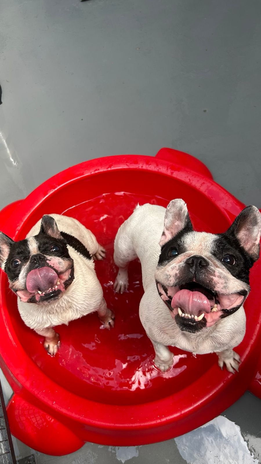 Dupla de cães brincando juntos na creche