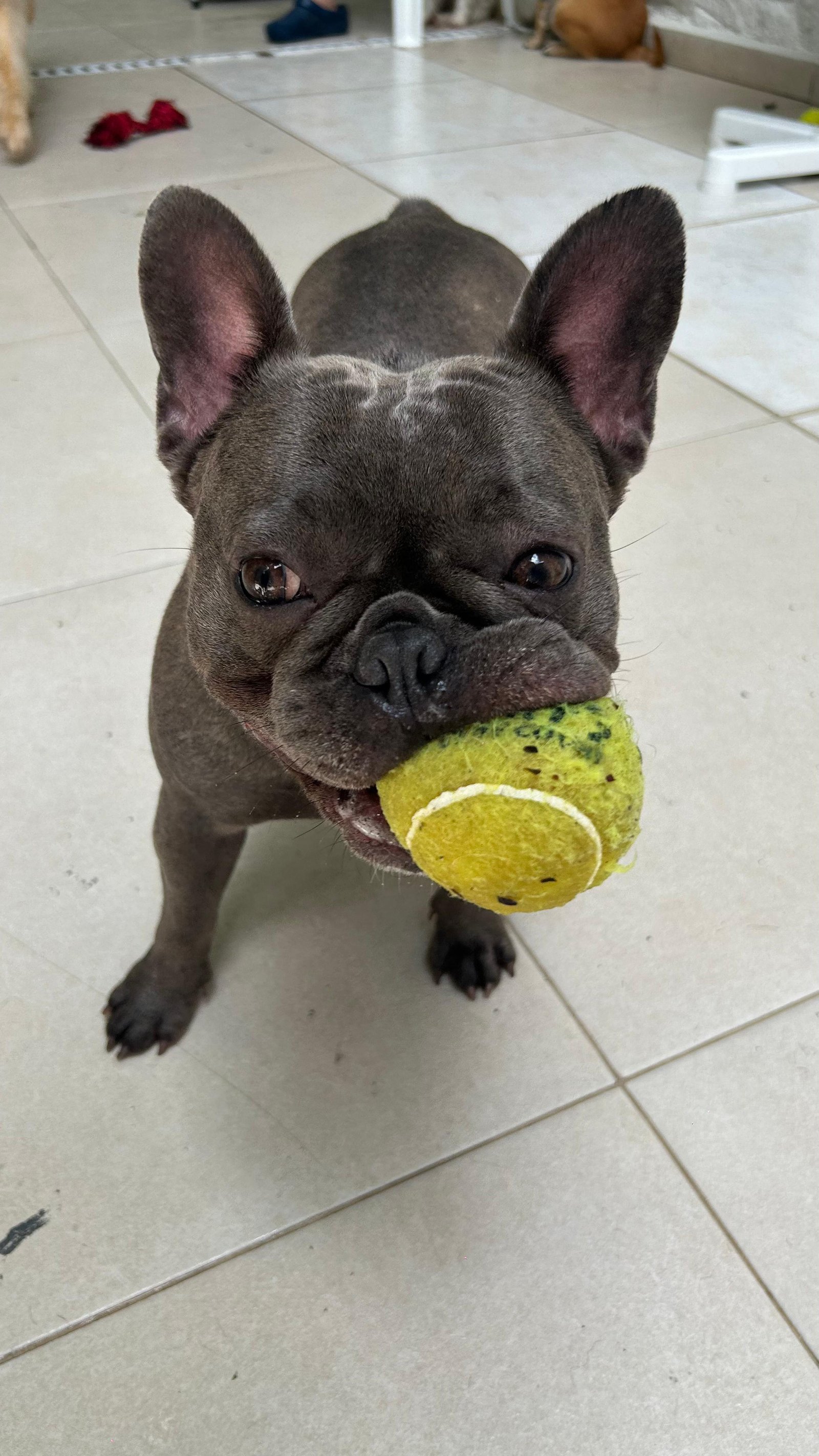 Cão atento e brincalhão na Soft