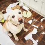 Acabe com comportamentos destrutivos do seu cão
